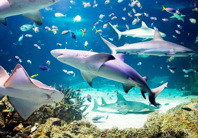 AquaDom & Sealife Berlin